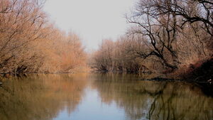 Ракитак