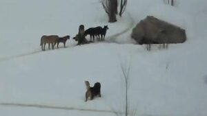 Видео: Глутница пред входа на 2 СОУ в София
