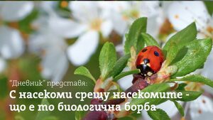 С насекоми срещу насекомите – що е то биологична борба