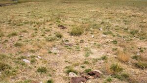 Природозащитници поискаха кабинетът да спре субсидиите за паша в националните паркове