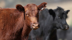 Франция е недоволна от договора с Меркосур, но не успява да го блокира