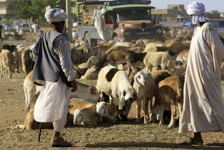 A sheep vendor waits for customers at a market, ahead of the Eid-al-Adha feast, in Khartoum