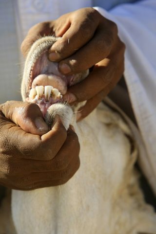 A sheep vendor shows the teeth of a sheep to a customer at a market, ahead of the Eid-al-Adha feast, in Khartoum