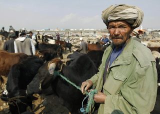 An Afghan man leads a cow to be sold at an open market in Kabul