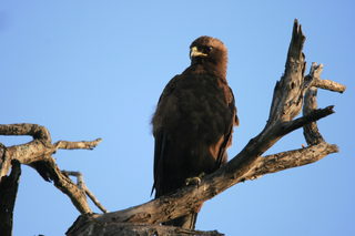 kruger jan. 2011-canon 157.JPG