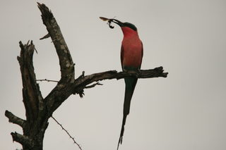 kruger jan. 2011-canon 629.JPG