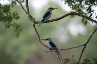kruger jan. 2011-canon 767.JPG