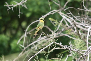 kruger jan. 2011-canon 931.JPG