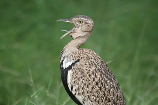 kruger-jan.2011-2 295.JPG