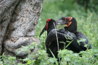 kruger-jan.2011-2 377.JPG