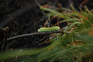 DSC_0705.JPG