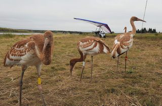 Cranes are seen as Russian President Vladimir Putin sits in a motorized deltaplane at Yamalo-Nenets district