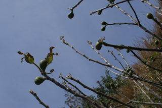 DSC06014.JPG