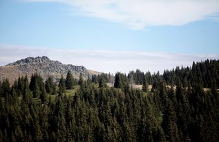 Витоша гора бор местност Конярника