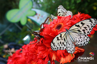 Terminal-3-Transit-Butterfly-Garden.jpg