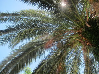 IMG_7056.JPG