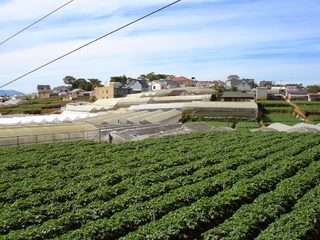 dalat greenhouses 1.jpg