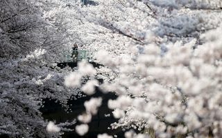 2015-03-30T070620Z_901169156_GF10000043641_RTRMADP_3_JAPAN-CHERRY.JPG