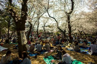 2015-03-30T070801Z_7975590_GF10000043628_RTRMADP_3_JAPAN-CHERRY-BLOSSOMS.JPG