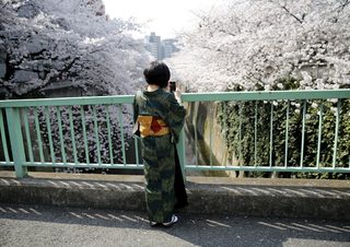 2015-03-30T071835Z_2134889557_GF10000043646_RTRMADP_3_JAPAN-CHERRY-BLOSSOMS.JPG