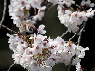 2015-03-30T071947Z_1879766942_GF10000043644_RTRMADP_3_JAPAN-CHERRY-BLOSSOMS.JPG