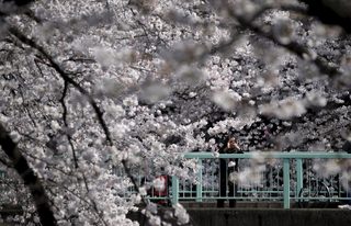 2015-03-30T072059Z_1012580176_GF10000043643_RTRMADP_3_JAPAN-CHERRY-BLOSSOMS.JPG