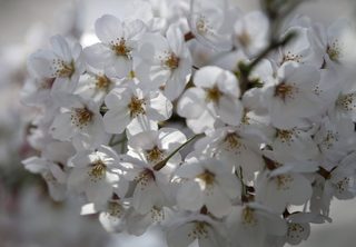 2015-03-30T072101Z_23725177_GF10000043660_RTRMADP_3_JAPAN-CHERRY-BLOSSOMS.JPG