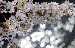 2015-03-30T072101Z_1929728991_GF10000043663_RTRMADP_3_JAPAN-CHERRY-BLOSSOMS.JPG
