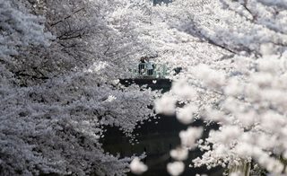 2015-03-30T072117Z_1179970106_GF10000043639_RTRMADP_3_JAPAN-CHERRY-BLOSSOMS.JPG