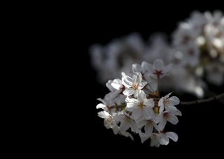 2015-03-30T072148Z_1503539513_GF10000043665_RTRMADP_3_JAPAN-CHERRY-BLOSSOMS.JPG