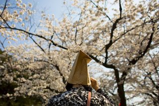 2015-03-30T072308Z_441525621_GF10000043627_RTRMADP_3_JAPAN-CHERRY-BLOSSOMS-BLOSSOMS.JPG