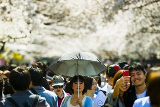 2015-03-30T072500Z_2146398414_GF10000043624_RTRMADP_3_JAPAN-CHERRY-BLOSSOMS.JPG