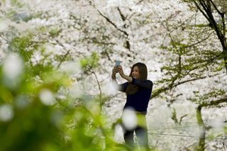 2015-03-30T072621Z_2067138577_GF10000043626_RTRMADP_3_JAPAN-CHERRY-BLOSSOMS.JPG