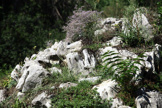IMG_2632.jpg