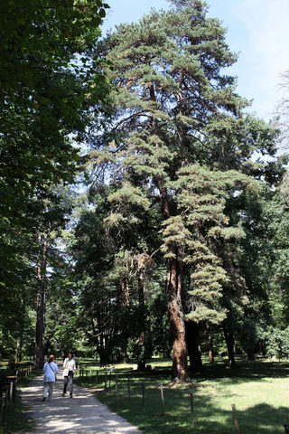 IMG_2661.jpg