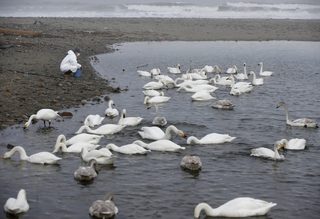 2016-03-04T010703Z_318109424_GF10000331931_RTRMADP_3_JAPAN-DISASTER-SEARCH.JPG