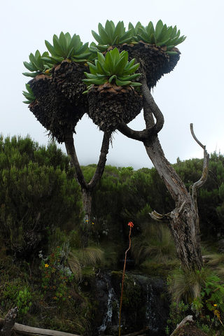 DSCF4086.jpg