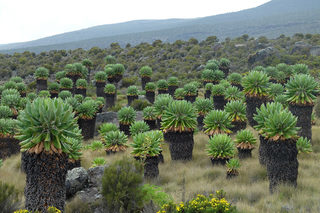 DSCF4124.jpg