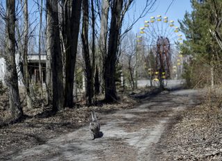 2016-03-28T212556Z_604758019_GF10000363207_RTRMADP_3_UKRAINE-CHERNOBYL.JPG