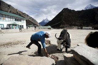 2015-12-19T220858Z_182606664_GF10000266304_RTRMADP_3_QUAKE-NEPAL-SHERPAS.JPG
