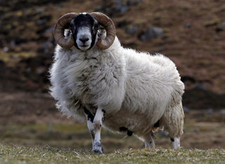 2016-05-05T163110Z_2137281185_S1BETCIDBIAA_RTRMADP_3_USA-ELECTION-TRUMP-SCOTLAND.JPG