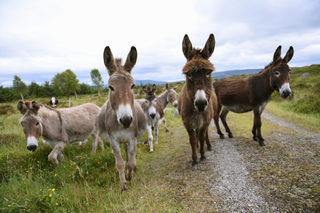 2016-07-13T161613Z_505950148_S1AETPJGRDAC_RTRMADP_3_BRITAIN-EU-NIRELAND.JPG