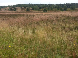 Lüneburger Heide (2).jpg