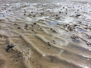 Wadden Sea (1).jpg