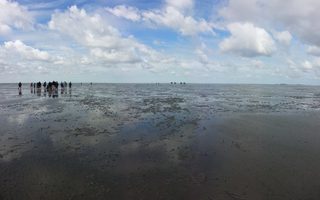 Wadden Sea (2).jpg