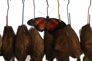 2017-03-30T142815Z_827237841_LR1ED3U146TAI_RTRMADP_3_BRITAIN-ODDLY.JPG