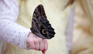 owl-butterfly-two-column.jpg