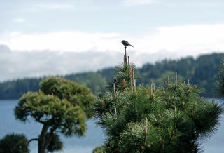 2017-05-18T185911Z_79796897_RC1579F19DC0_RTRMADP_3_TELEVISION-TWINPEAKS-LOCATIONS.JPG