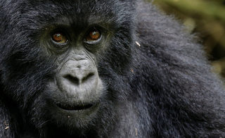 2018-01-11T180557Z_643006732_RC128D79DB80_RTRMADP_3_RWANDA-GORILLAS.JPG