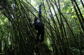 2018-01-11T180441Z_1201969936_RC1219982190_RTRMADP_3_RWANDA-GORILLAS.JPG